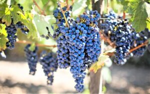 Aceite de semillas de uva