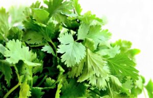 Cilantro