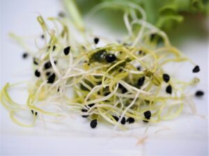 Alfalfa » Qué es, características, variedades, beneficios ¿Engorda?