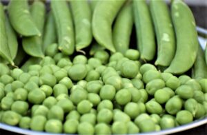 Guisantes » Qué son, características, tipos, beneficios, cultivo ¿Engordan?