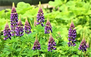 Lupino » Qué es, características, beneficios Engorda Para qué sirve