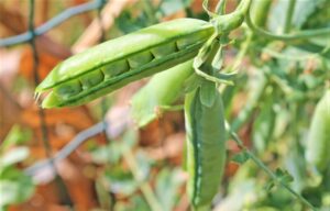 Arveja » Qué es, características, tipos, propiedades, beneficios ¿Engordan?