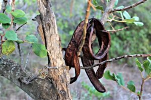 Harina de algarroba » Qué es, características, propiedades, beneficios ¿Engorda?