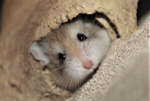 Hámster roborowski » Qué es, características, qué come, hábitat, carácter