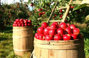 Fibra soluble » Qué es, características, composición, función, beneficios